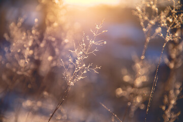 英语单词tree什么意思