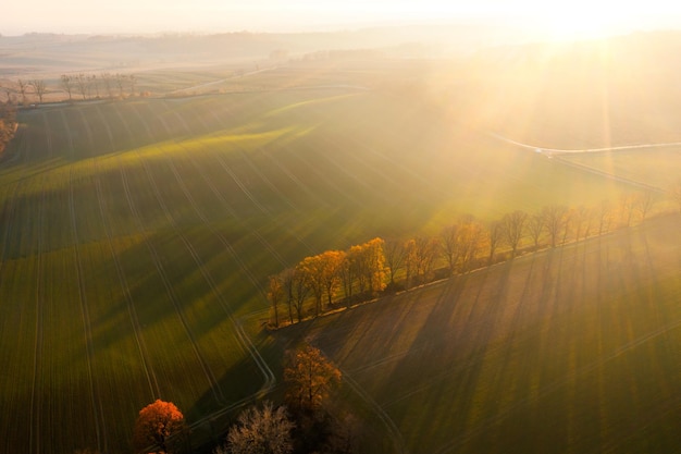 英语单词tree什么意思